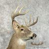 Whitetail Deer Taxidermy Shoulder Mount For Sale - Image 6