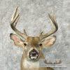 Whitetail Deer Taxidermy Shoulder Mount For Sale - Image 7