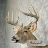 Whitetail Deer Taxidermy Shoulder Mount For Sale - Image 8