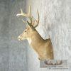 Whitetail Deer Taxidermy Shoulder Mount For Sale - Image 2