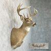 Whitetail Deer Taxidermy Shoulder Mount For Sale - Image 3