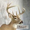 Whitetail Deer Taxidermy Shoulder Mount For Sale - Image 4