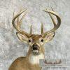 Whitetail Deer Taxidermy Shoulder Mount For Sale - Image 5