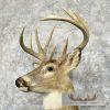 Whitetail Deer Taxidermy Shoulder Mount For Sale - Image 6