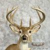 Whitetail Deer Taxidermy Shoulder Mount For Sale - Image 7