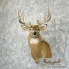Whitetail Deer Taxidermy Shoulder Mount For Sale - Image 2