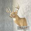 Whitetail Deer Taxidermy Shoulder Mount For Sale - Image 3