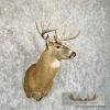 Whitetail Deer Taxidermy Shoulder Mount For Sale - Image 4