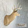 Whitetail Deer Taxidermy Shoulder Mount For Sale - Image 5