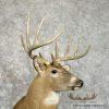 Whitetail Deer Taxidermy Shoulder Mount For Sale - Image 6