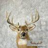 Whitetail Deer Taxidermy Shoulder Mount For Sale - Image 7
