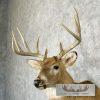 Whitetail Deer Taxidermy Shoulder Mount For Sale - Image 8