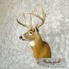 Whitetail Deer Taxidermy Shoulder Mount For Sale - Image 2