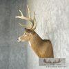 Whitetail Deer Taxidermy Shoulder Mount For Sale - Image 3