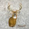 Whitetail Deer Taxidermy Shoulder Mount For Sale - Image 4