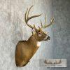 Whitetail Deer Taxidermy Shoulder Mount For Sale - Image 5