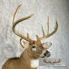 Whitetail Deer Taxidermy Shoulder Mount For Sale - Image 6