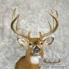 Whitetail Deer Taxidermy Shoulder Mount For Sale - Image 7