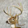 Whitetail Deer Taxidermy Shoulder Mount For Sale - Image 8