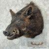 Wild Boar Taxidermy Shoulder Mount For Sale - Image 2