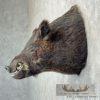 Wild Boar Taxidermy Shoulder Mount For Sale - Image 3