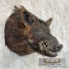 Wild Boar Taxidermy Shoulder Mount For Sale - Image 4