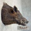 Wild Boar Taxidermy Shoulder Mount For Sale - Image 5