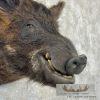 Wild Boar Taxidermy Shoulder Mount For Sale - Image 6