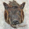 Wild Boar Taxidermy Shoulder Mount For Sale - Image 7