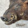 Wild Boar Taxidermy Shoulder Mount For Sale - Image 8