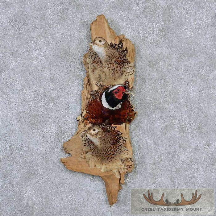 Triple Pheasant Shoulder Mount