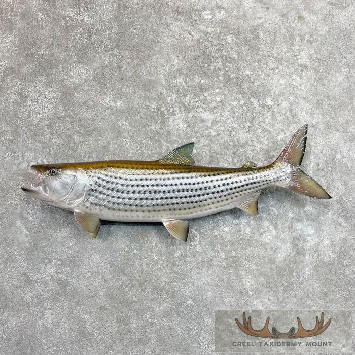 30.5" African Tiger Fish Taxidermy Mount For Sale