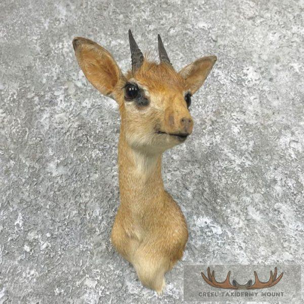 Kirk's Dik-Dik Taxidermy Shoulder Mount For Sale