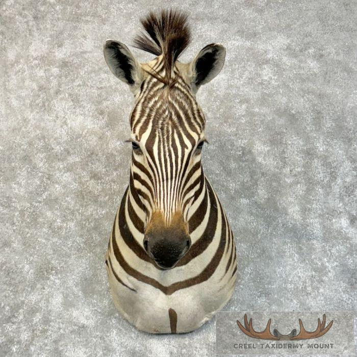 African Burchell's Zebra Taxidermy Shoulder Mount For Sale