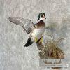 Wood Duck Taxidermy Bird Mount For Sale - Image 2