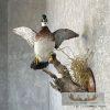 Wood Duck Taxidermy Bird Mount For Sale - Image 3