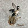 Wood Duck Taxidermy Bird Mount For Sale - Image 4