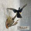 Wood Duck Taxidermy Bird Mount For Sale - Image 5