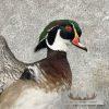 Wood Duck Taxidermy Bird Mount For Sale - Image 6