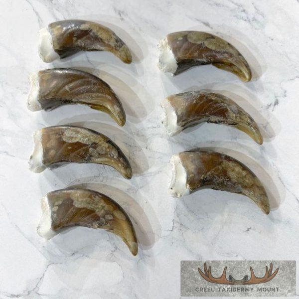 7 Pack Grizzly Bear Back Claws For Sale