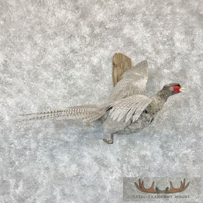 Abyssinian Pheasant Taxidermy Bird Mount For Sale