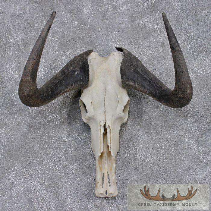 Black Wildebeest Skull & Horns