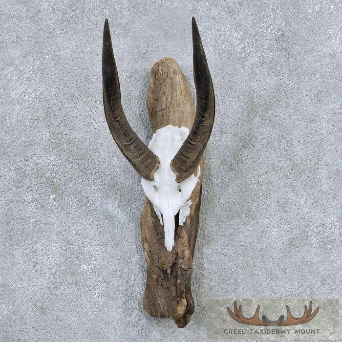 Cape Bushbuck Skull & Horns European Taxidermy Mount For Sale