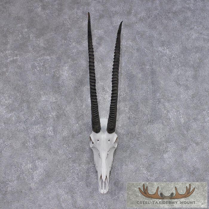 African Sable Skull & Horns