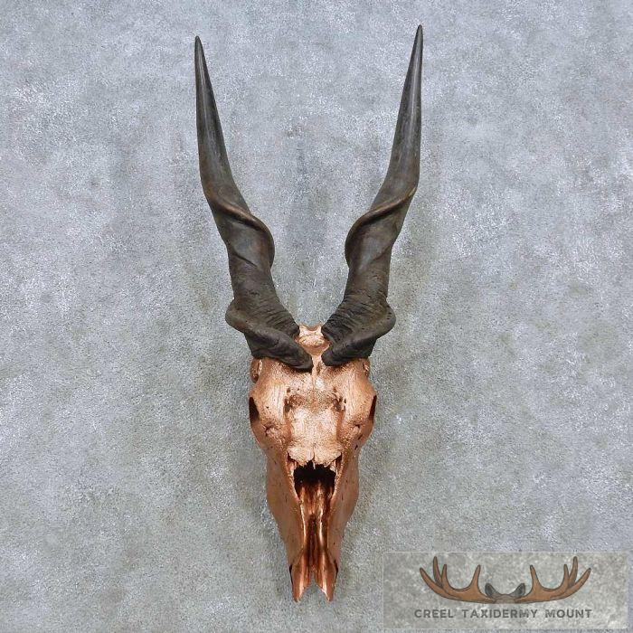 Eland Skull & Horn European Taxidermy Mount For Sale