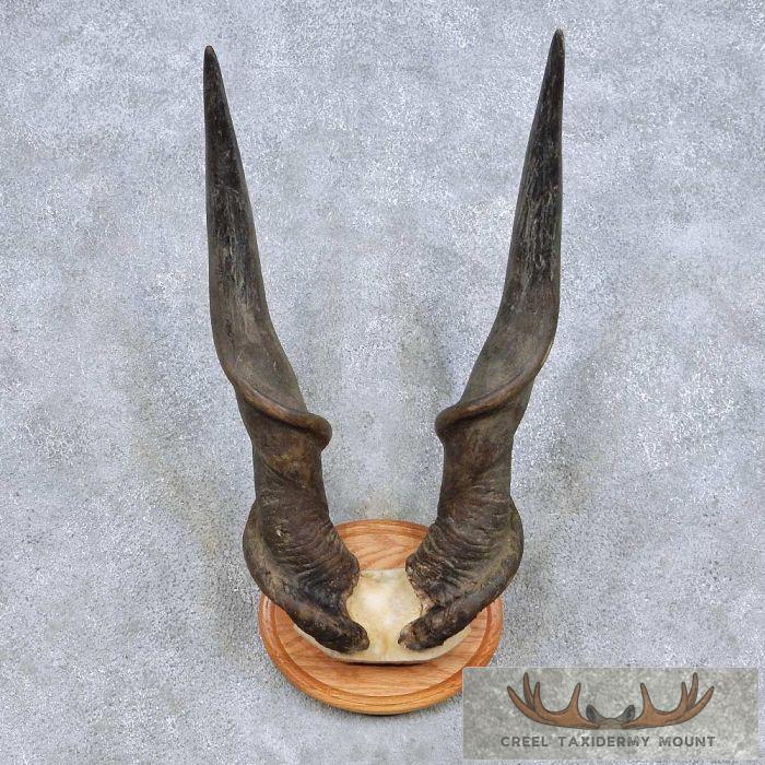 African Eland Horn Plaque Taxidermy Mount For Sale