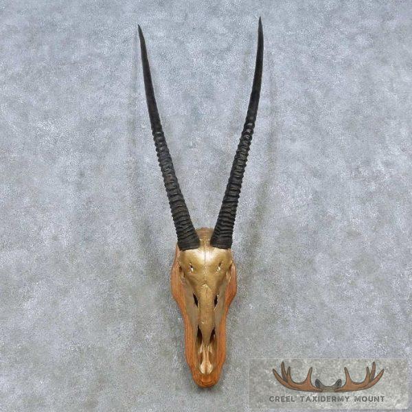 Gemsbok Skull European Mount For Sale