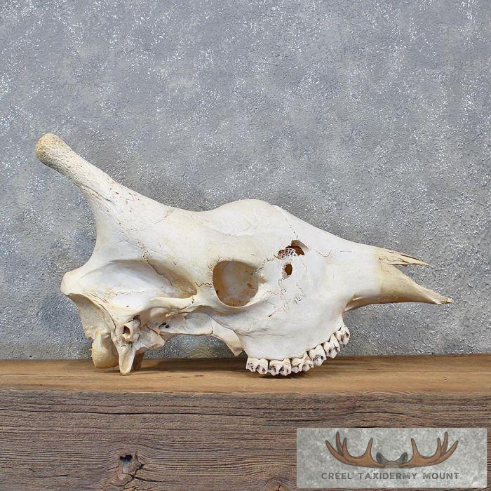 African Giraffe Upper Skull