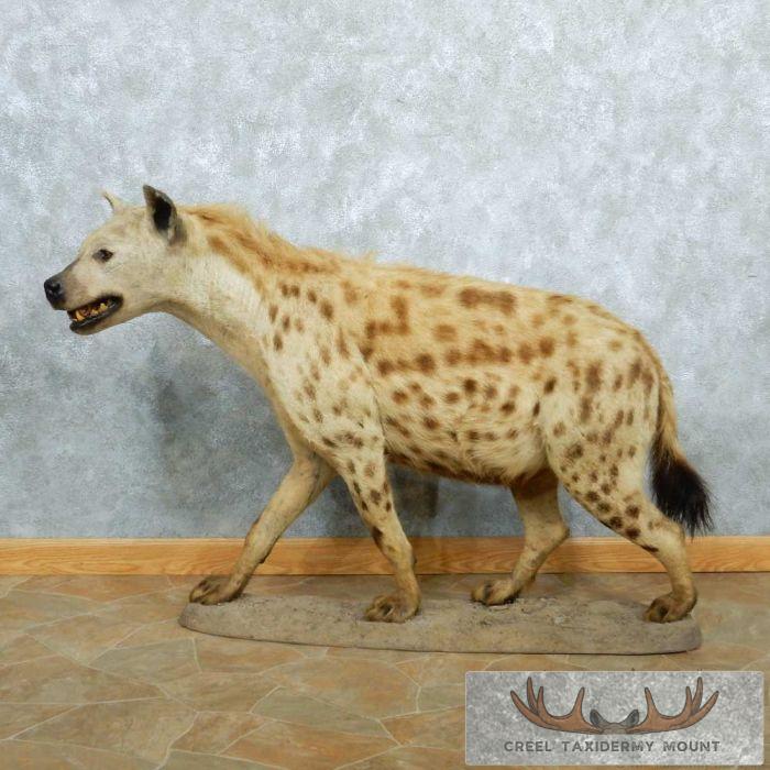African Hyena Life-Size Mount