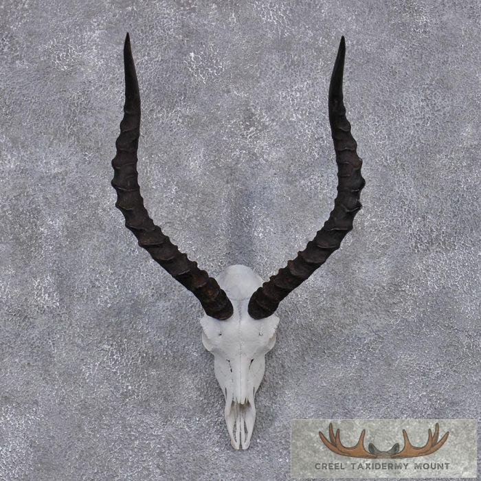 African Impala Skull & Horns